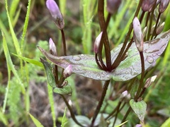 Gentianella amarella