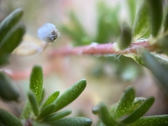 Portulaca