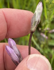 Gentianella amarella