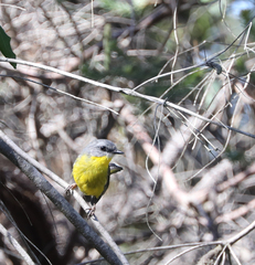 Eopsaltria australis