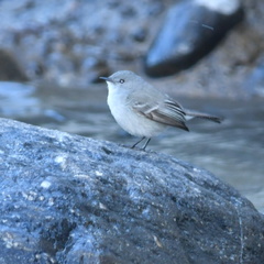 Serpophaga nigricans