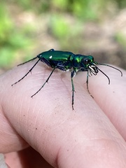 Cicindela sexguttata