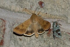 Helicoverpa zea