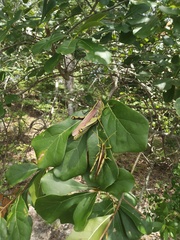 Schistocerca obscura