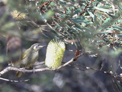 Meliphaga lewinii