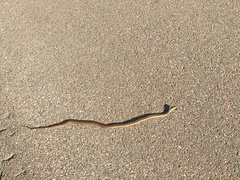 Thamnophis sirtalis pallidulus