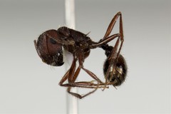 Pogonomyrmex salinus