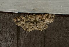 Melanolophia canadaria