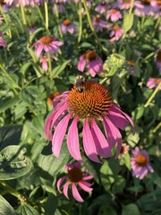 Bombus
