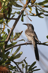 Anthochaera chrysoptera