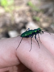 Cicindela sexguttata