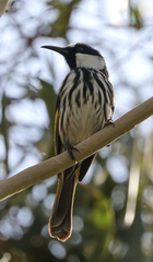 Phylidonyris niger