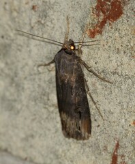 Agrotis ipsilon