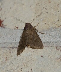 Condica sutor