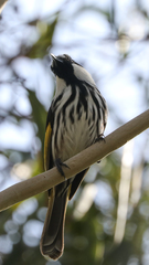 Phylidonyris niger