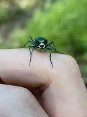 Cicindela sexguttata