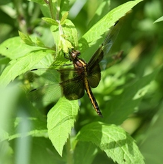 Libellula luctuosa