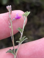 Indigofera sp11