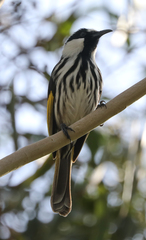 Phylidonyris niger