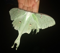 Actias luna