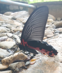 Papilio alcmenor