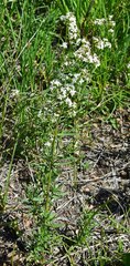 Galium boreale