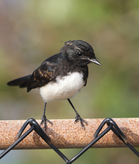 Rhipidura leucophrys