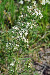 Galium boreale