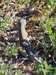 Callopistes maculatus