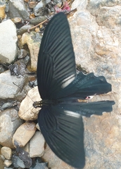 Papilio alcmenor
