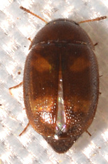 Litargus tetraspilotus