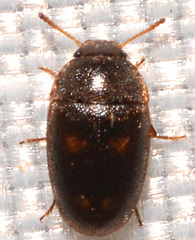 Litargus tetraspilotus