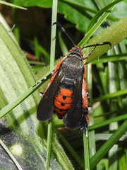 Eichlinia cucurbitae
