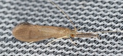 Oecetis