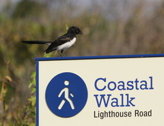 Rhipidura leucophrys