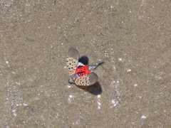 Lycorma delicatula