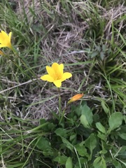 Zephyranthes citrina