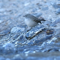 Serpophaga nigricans