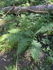 Dryopteris filix-mas