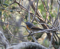 Symposiachrus trivirgatus