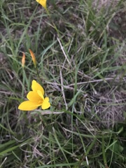 Zephyranthes citrina