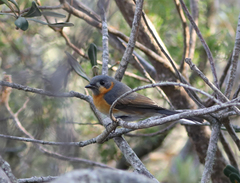 Symposiachrus trivirgatus