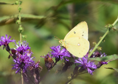 Colias eurytheme