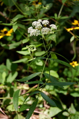 Oxypolis rigidior rigidior