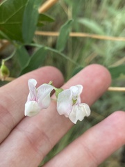 Lathyrus lanszwertii