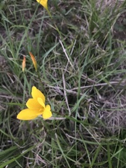 Zephyranthes citrina
