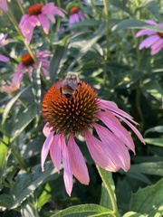 Bombus