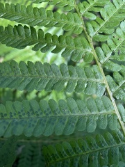 Dryopteris filix-mas