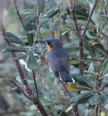 Symposiachrus trivirgatus