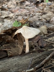Inocybe geophylla